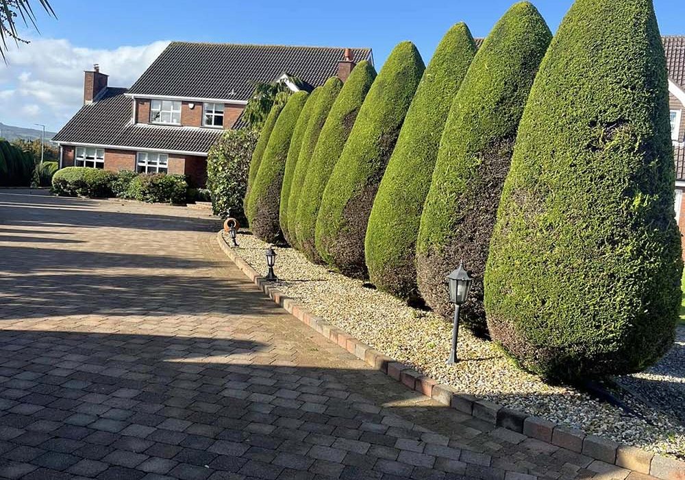 461696686_1048545667271876_257319851980245754_n Tall hedge shaping