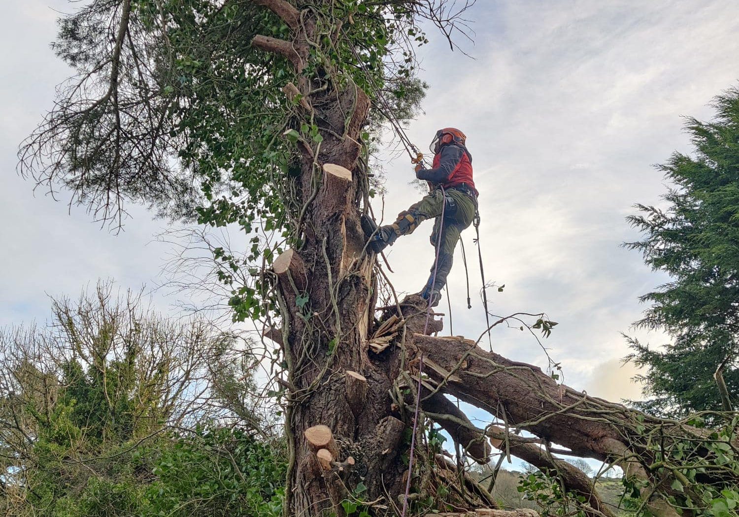 470673278_1113318337461275_6827815205383357291_n Man climbing a tree to remove branches