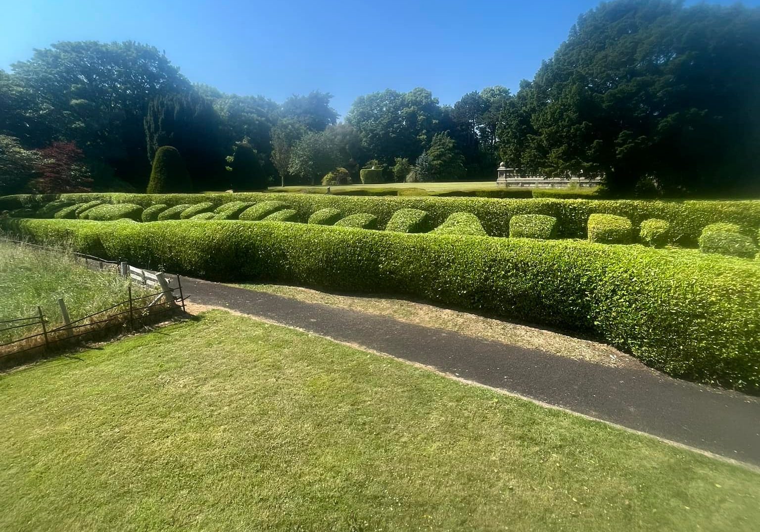 489748209_1210747641051677_3512776652381976555_n Commercial gardens hedge cutting