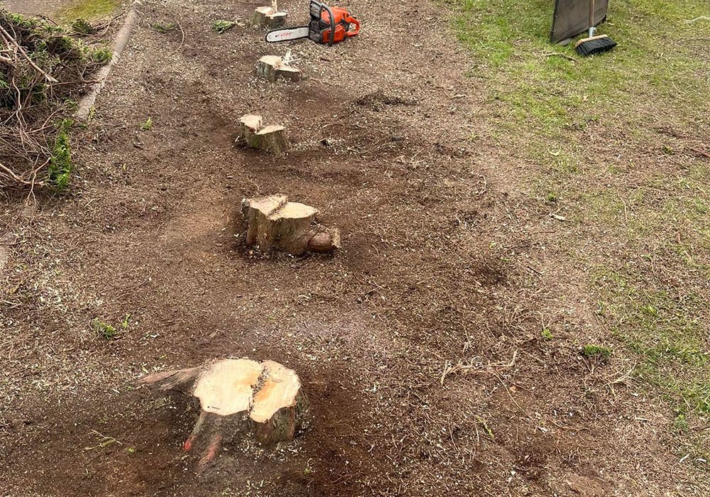 Stump grinding Multiple stump removals