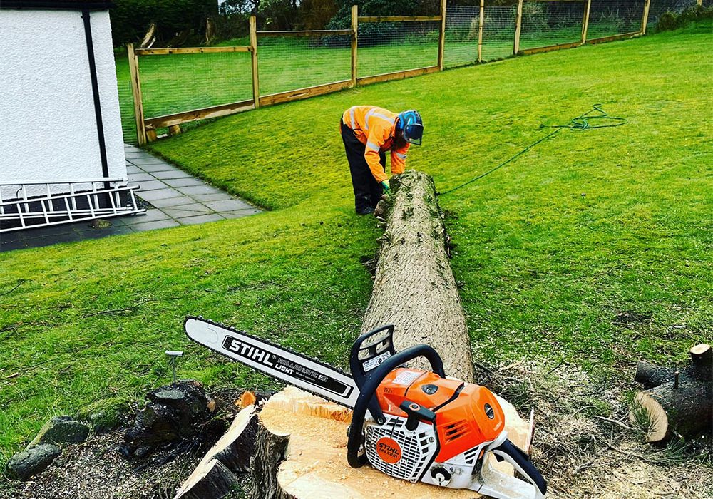 Tree removal - homepage Garden tree removal