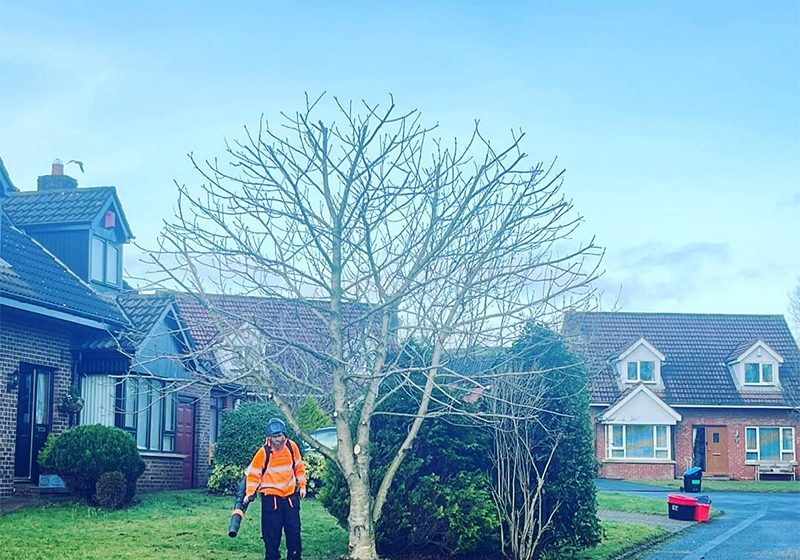 Tree surgery - homepage Garden tree reduction